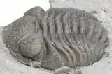 Partially Enrolled Eldredgeops Trilobite Fossil - Paulding, Ohio #224918-3